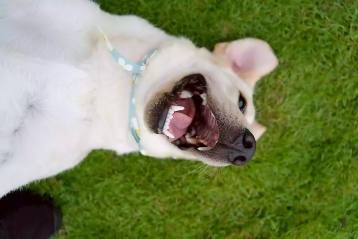 สุนัขนอนหงายเล่นบนสนามหญ้าใน Dog Park