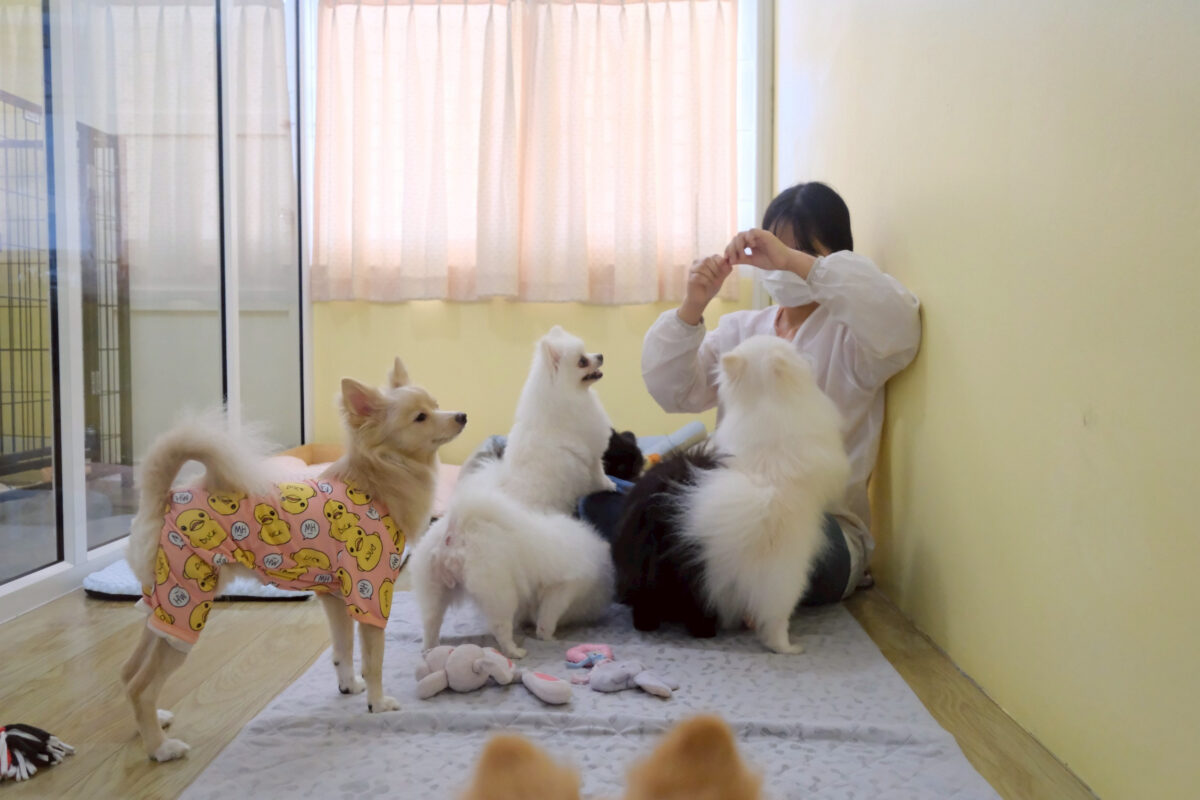 ฝากเลี้ยงสุนัข ชลบุรี 3