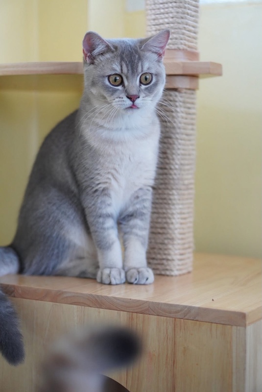 อาบน้ำแมว ชลบุรี 3