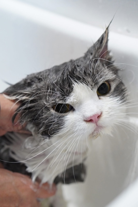 อาบน้ำแมว ชลบุรี 4