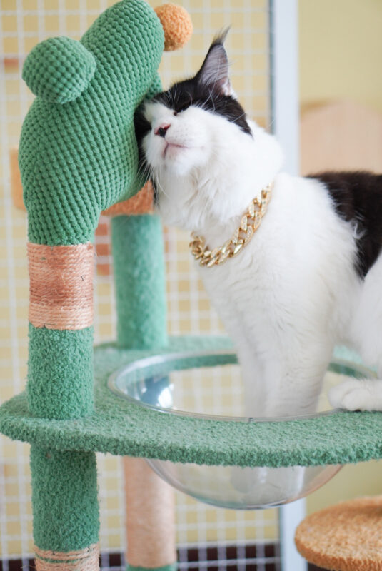 โรงแรมแมว ชลบุรี 3