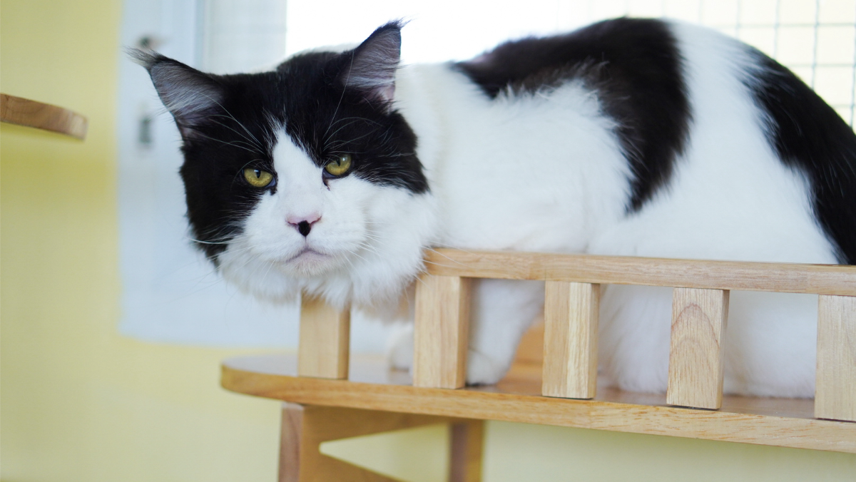 โรงแรมแมว ชลบุรี